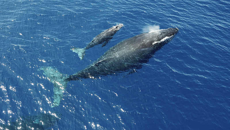 Humpback whale counts on Maui show stable numbers